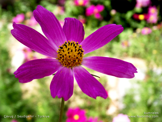 Çavuş / Seydişehir - Türkiye