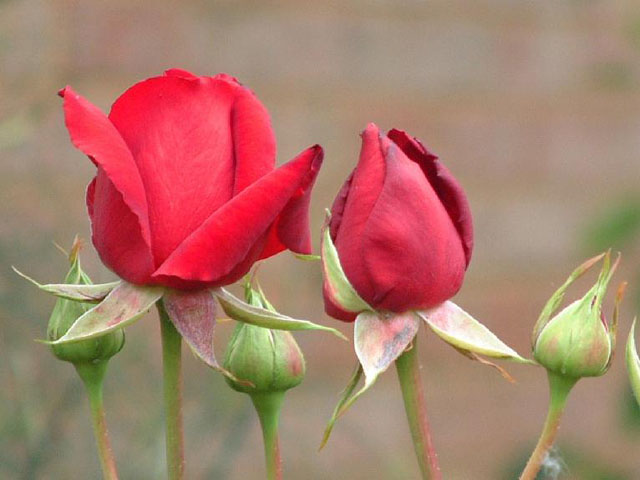 İki Kırmızı Gül